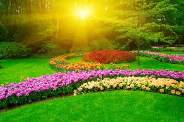 Yeşil çimenler, ağaçlar ve güneş ışığında açan çiçeklerle dolu bahar çiçeği parkı.