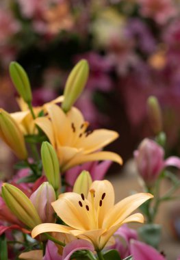 Bulanık çiçek arkaplanda renkli zambaklar
