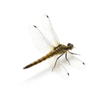 Beyaz arka plan üzerinde izole yusufçuk