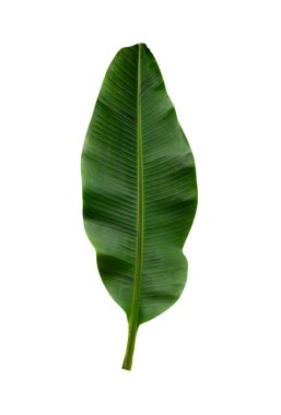 Beyaz arkaplanda yalıtılmış tropikal yaprak.