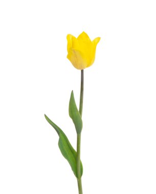 Lale çiçeği beyaz arkaplanda izole edilmiş