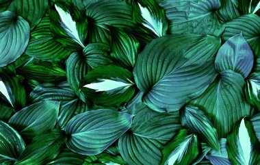 Yaprak dokusu, doğa arkaplan mavi yaprak