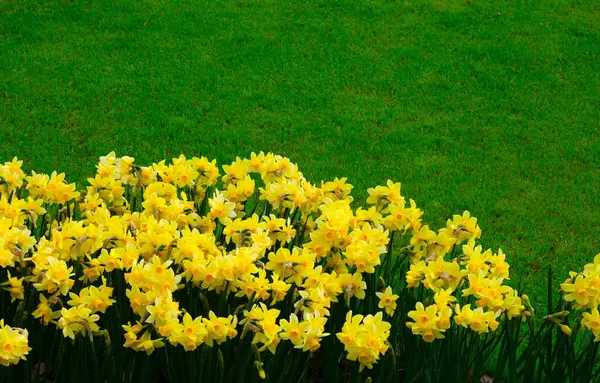 Žluté Narcisy Parku Jarní Příroda Pozadí — Stock fotografie