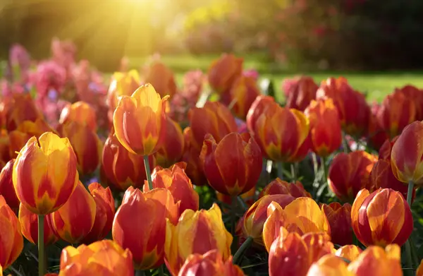 Tulips Flowers Blooming Spring Colorful Background — Stock Photo, Image