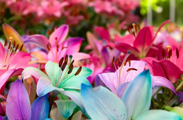 Цветные Лилии Размытом Цветочном Фоне — стоковое фото