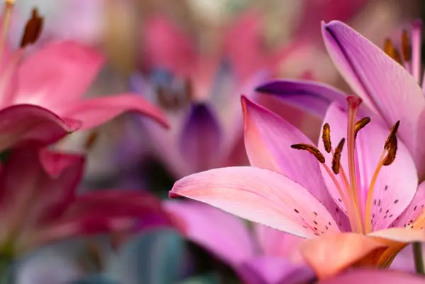 Lys Colorés Sur Fond Floral Flou — Photo