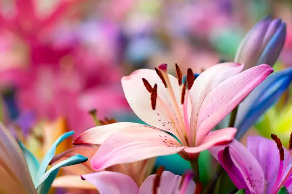 Bulanık Çiçek Arkaplanda Renkli Zambaklar — Stok fotoğraf