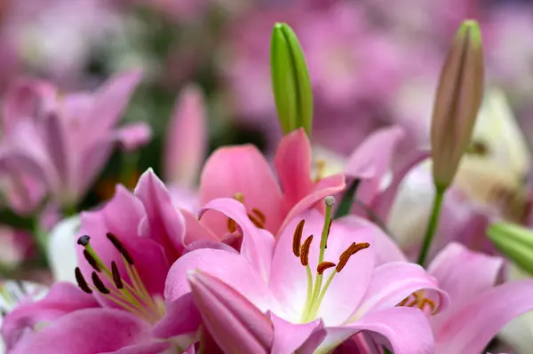Bulanık Çiçek Arkaplanda Renkli Zambaklar — Stok fotoğraf
