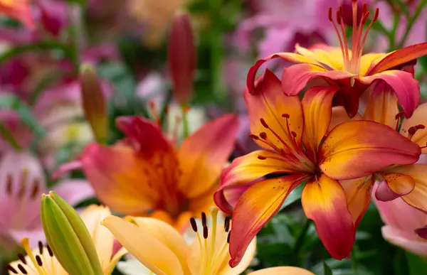 Kolorowe Lilie Niewyraźnym Tle Kwiatowym — Zdjęcie stockowe