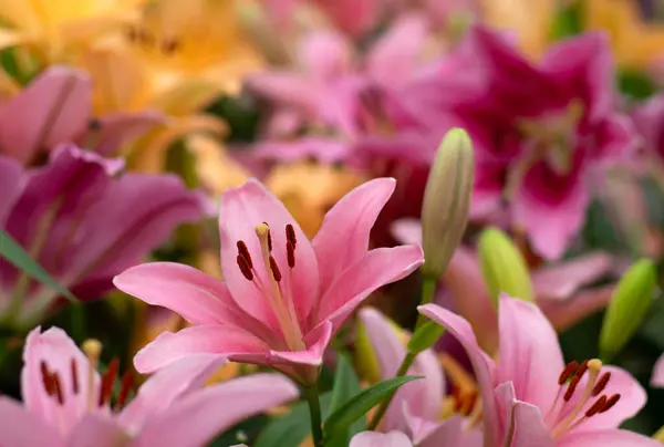 Kolorowe Lilie Niewyraźnym Tle Kwiatowym — Zdjęcie stockowe