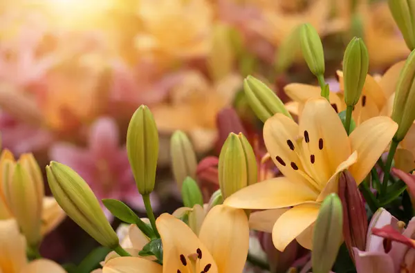 ぼやけた花の背景にカラフルなユリ — ストック写真