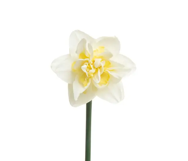 Narcis Květiny Izolované Bílém Pozadí — Stock fotografie