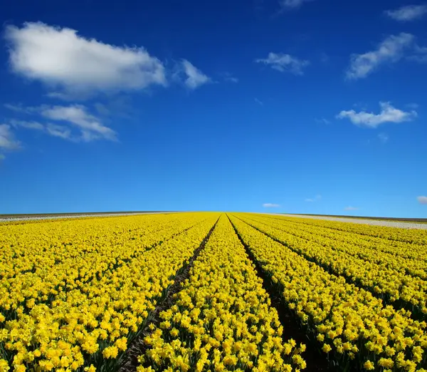 Pole Žlutých Narcisů Bílých Mraků Modré Obloze Nizozemsku — Stock fotografie