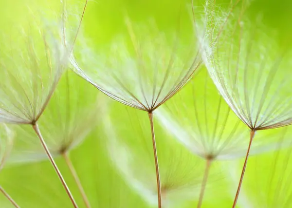 タンポポの花抽象的な花の背景 — ストック写真