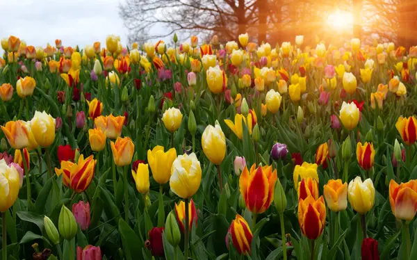 Tulipany Kwiaty Kwitnące Wiosnę Kolorowe Tło Zdjęcia Stockowe bez tantiem