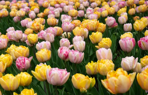 Tulipany Kwiat Kwitnący Jasnym Kolorowym Tle Zdjęcie Stockowe