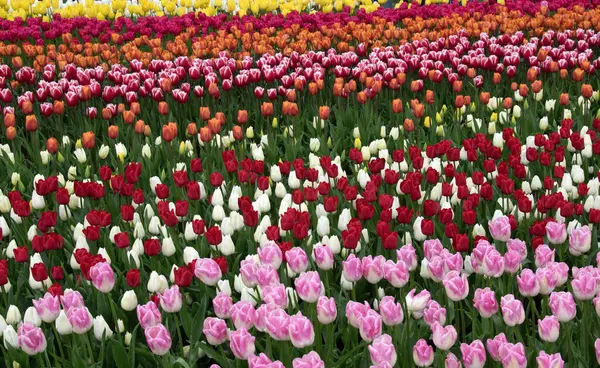 Flores Tulipanes Floreciendo Fondo Colorido Primavera Imagen de archivo
