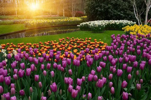 Park Kwitnących Kwiatów Holandii Europa Obrazek Stockowy