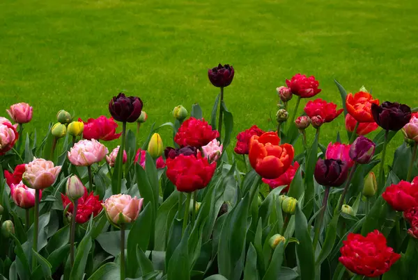 Gyönyörű Tavaszi Virágok Parkban Hollandiában Stock Kép