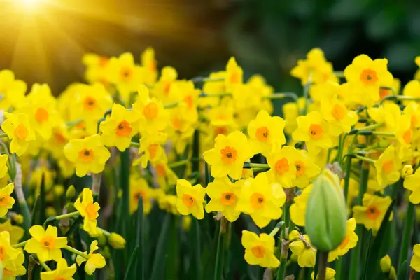 Gelbe Narzissen Park Frühling Natur Hintergrund Stockbild