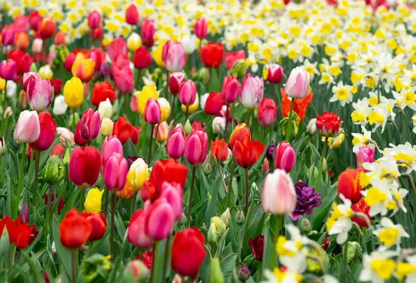 Tulips Flowers Blooming Spring Colorful Background Stock Picture