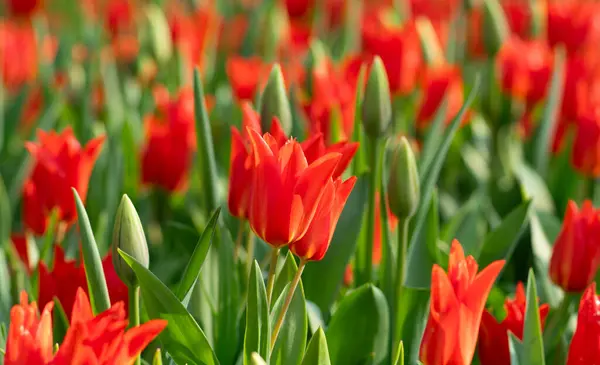 Tulipany Kwiaty Kwitnące Wiosnę Kolorowe Tło Obraz Stockowy