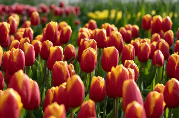 Tulipany Kwiaty Kwitnące Wiosnę Kolorowe Tło Obrazy Stockowe bez tantiem