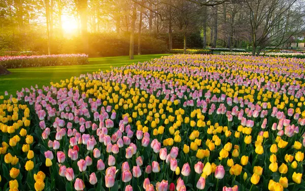 Vårblomsterpark Med Grönt Gräs Träd Och Blommande Blommor Solljuset Royaltyfria Stockbilder