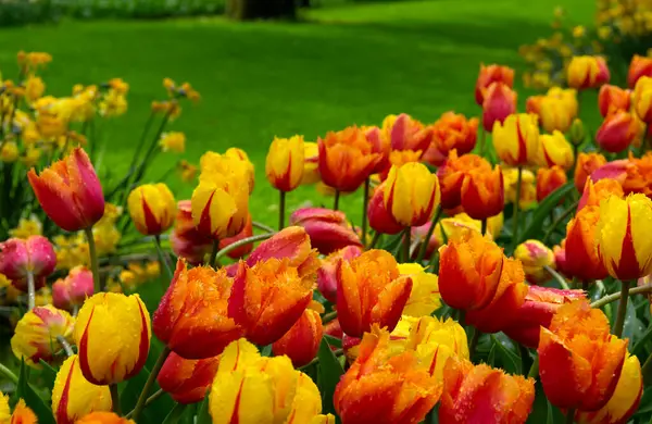 郁金香花盛开在春日的花园 背景是阳光 图库图片
