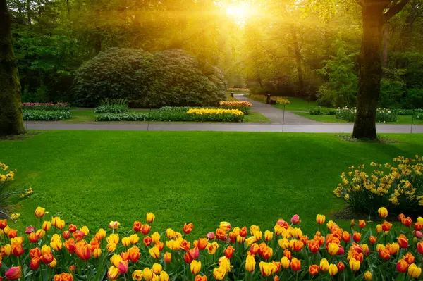 Vårblomsterpark Med Grönt Gräs Träd Och Blommande Blommor Solljuset Royaltyfria Stockbilder