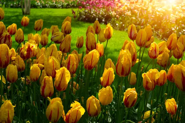 Tulipany Kwiaty Kwitnące Wiosennym Ogrodzie Tle Sunligt Zdjęcia Stockowe bez tantiem