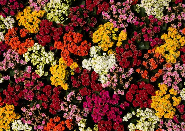 Floraler Hintergrund Von Verschiedenen Bunten Blumen Stockbild