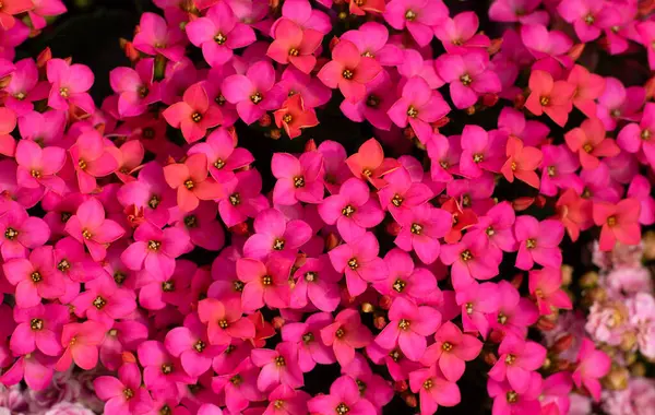 Kwiaty Tło Różnych Kolorowych Kwiatów Zdjęcie Stockowe