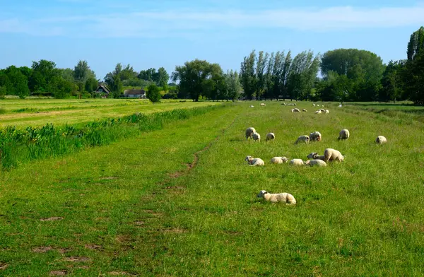Schafe Grasen Auf Einer Grünen Wiese lizenzfreie Stockbilder