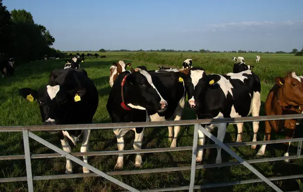 Vaches Sur Une Prairie Verte Sous Ciel Bleu Printemps Images De Stock Libres De Droits