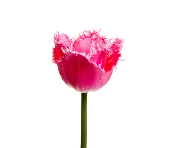 Квітка Тюльпана Ізольована Білому Тлі Ліцензійні Стокові Фото