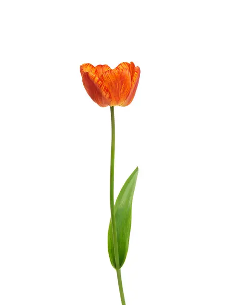 Tulipán Virág Elszigetelt Fehér Háttér Stock Kép