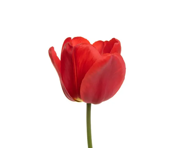 Квітка Тюльпана Ізольована Білому Тлі Стокове Фото