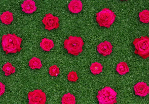 Róże Kwiaty Zielonym Tle Trawy Tekstura Róż Zbliżeniowych Obrazek Stockowy