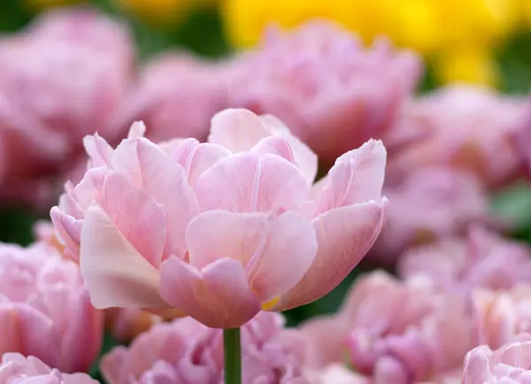 Nahaufnahme Von Tulpenblume Den Bläulich Bunten Hintergrund lizenzfreie Stockbilder