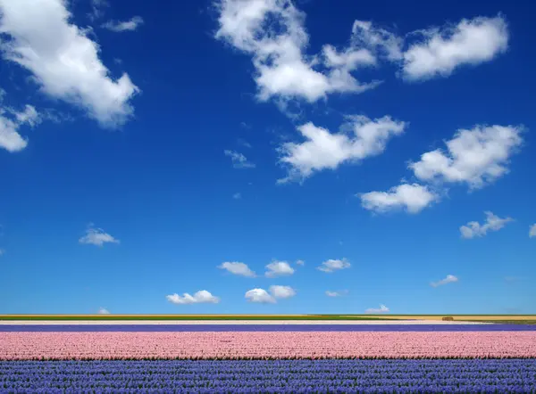 オランダの青空にヒヤシンスと白雲のフィールド ストック画像