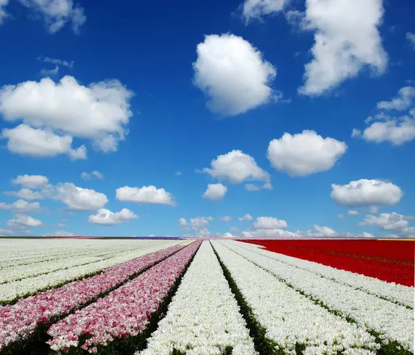 荷兰的郁金香田和蓝天白云 免版税图库图片