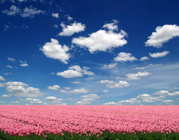 荷兰的郁金香田和蓝天白云 图库照片