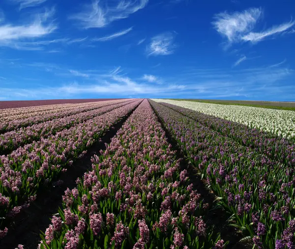 オランダの青空にヒヤシンスと白雲のフィールド ロイヤリティフリーのストック写真