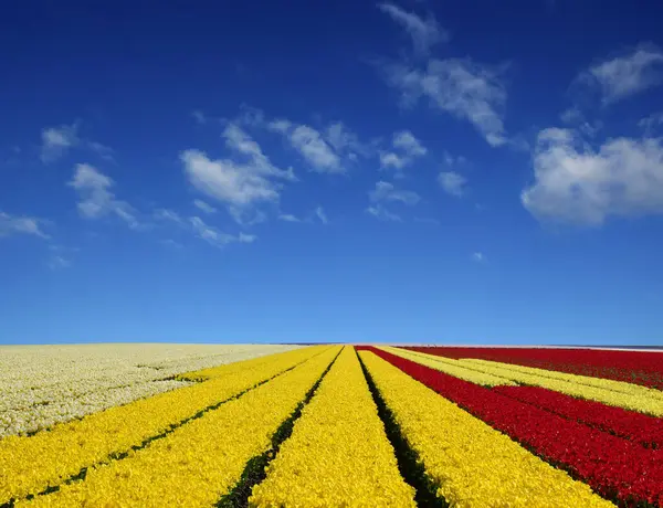 荷兰的郁金香田和蓝天白云 免版税图库照片