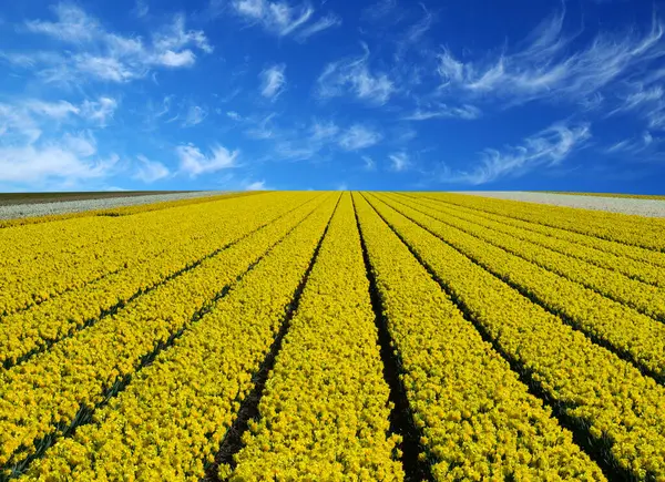 荷兰蓝天上的一片黄水仙和白云 图库照片