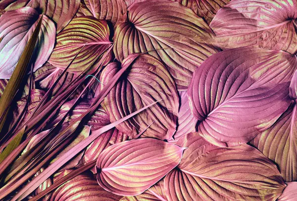 Rosa Tropische Blätter Textur Natur Hintergrund Der Farbe Blatt lizenzfreie Stockbilder