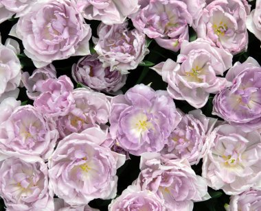 İlkbaharda açan laleler Renkli arka planda