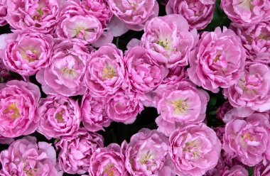 İlkbaharda açan laleler Renkli arka planda