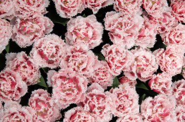 İlkbaharda açan laleler Renkli arka planda